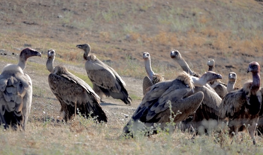 Griffon vulture